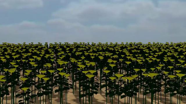 [Digiplante] Visualisation of functional field composed by sunflowers смотреть онлайн