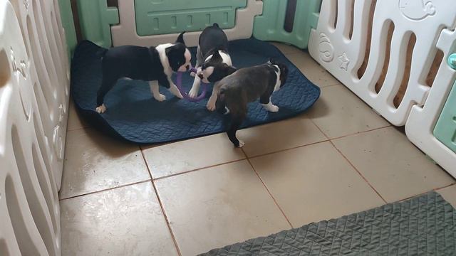 Бостон терьера,  есть доставка находимся Великий Новгород.+79062003006 смотреть онлайн