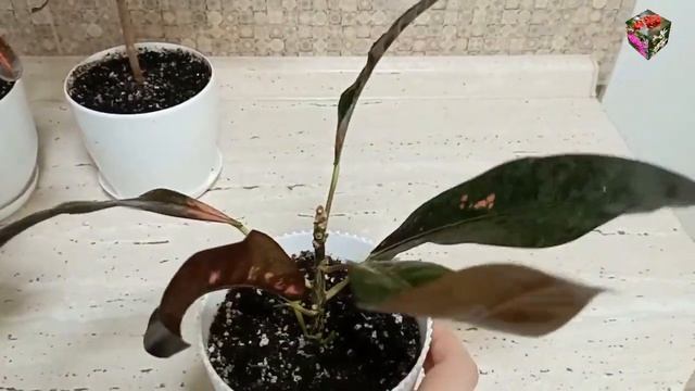 КРОТОН СУШИТ СЕРЦЕВИНКУ - разбираем причины смотреть онлайн