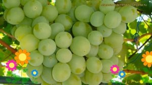 Виноград культурный Талисман. Краткий обзор, описание характеристик vitis vinifera Talisman