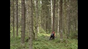 Винтовой клин, валка опасного дерева в одиночку.