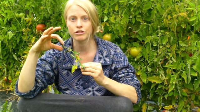 Tomato Late Blight, Early Blight & Septoria Leaf Spot: ID & Organic Management смотреть онлайн