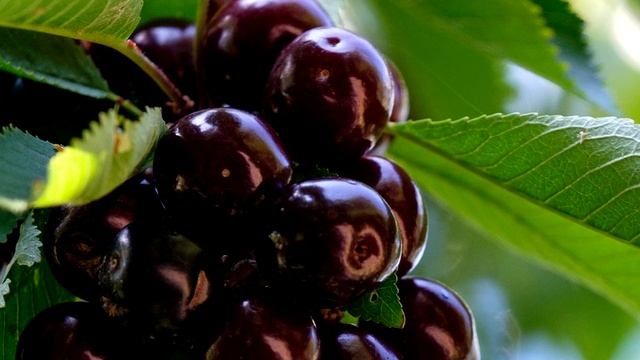 ХОЧЕШЬ МНОГО ЧЕРЕШНИ И ВИШНИ? ПОДКОРМИ ЭТИМ БЮДЖЕТНЫМ СРЕДСТВОМ!