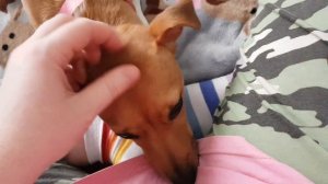 Лаки хочет стать мамой ) Петля после течки у Джек Рассел терьера