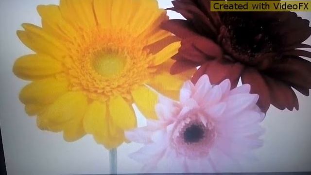 Пони клип "Три сестры" смотреть онлайн