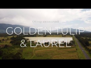 GFG | Golden Tulip & Laurel | Кения 2021 | Кенийские розы