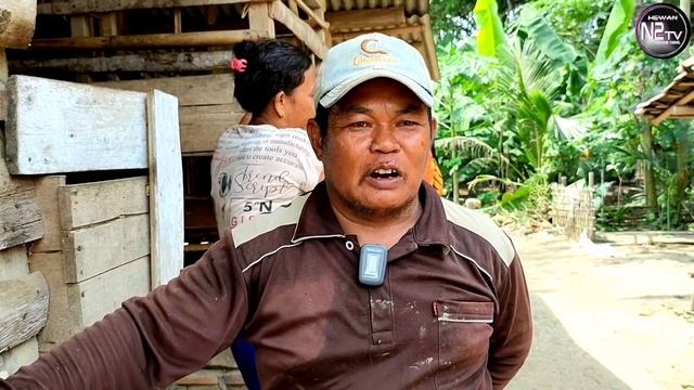 Rame, Heboh, Youtuber datang di kira liputan televisi || Ternak Kambing Di Desa Membahagiakan смотреть онлайн