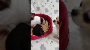 Щенки чихуахуа длинношерстные и их родители 😊 Мальчиков можно спросить💓