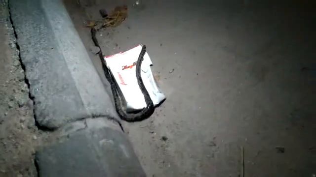 Огромный червь! смотреть онлайн