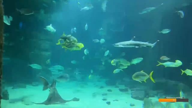 МОСКВАРИУМ на ВДНХ?ВОСКРЕСЕНЬЕ В МОСКВЕ, ПРОГУЛКА | Oceanarium in Moscow смотреть онлайн
