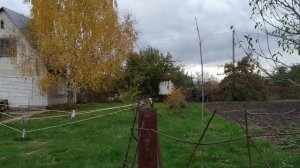 жёлтая берёза .