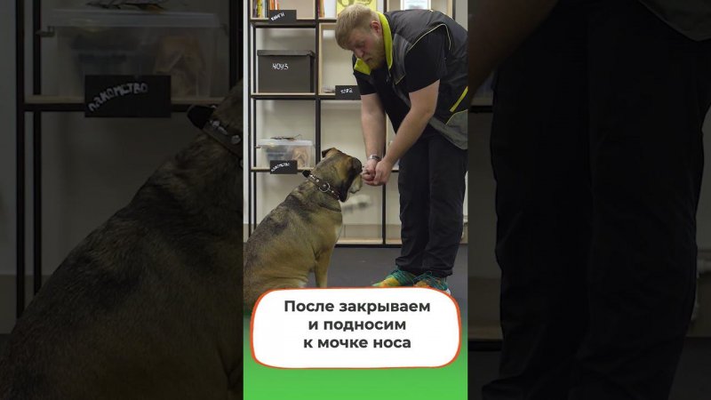 Как научить собаку команде "Дай лапу" #petfriendly   #дрессировка #shorts  #обучение #собака