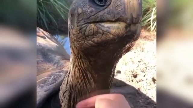 Милые зверушки Новая подборка с животными Забавные животные смотреть онлайн