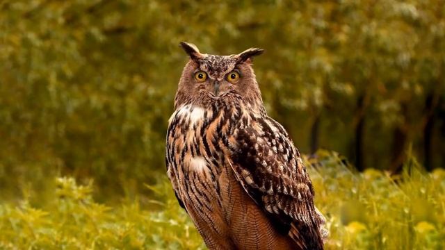 Сорока, или обыкновенная сорока, или европейская сорока лат  Pica pica смотреть онлайн