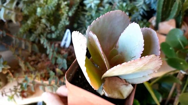 28 SUCULENTAS IDENTIFICADAS COLORIDAS COM TONALIDADES INCRÍVEIS E DE FÁCIL CULTIVO смотреть онлайн