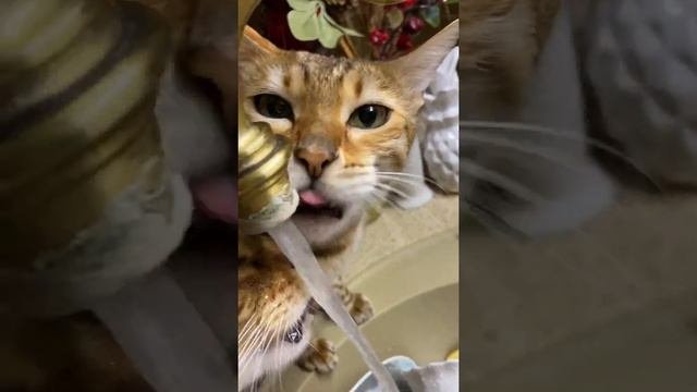 Что делают ночью бенгальские кошки / Кормящая кошка пьёт очень много воды
