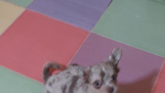 настоящие собаки 😅 питомник чихуахуа Кастропуло Крым смотреть онлайн