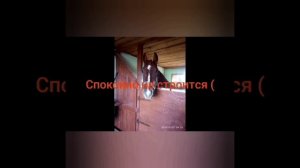 Лечение рваной раны у лошади