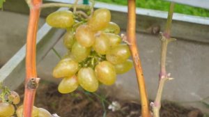 Виноград Подмосковья, Алладин