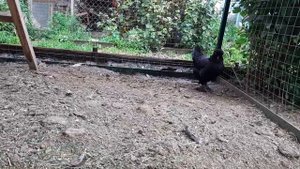 Сибирская мохноножка, курочки. Siberian fowl, hens