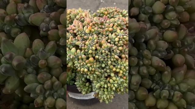 Pachyphytum compactum crested $185- Sen Hàn qua Mỹ giá thế nào?