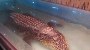 Крокодил нильский