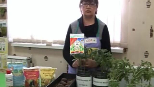 Предпосадочная обработка картофеля. Как получить высокий урожай смотреть онлайн