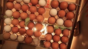 самодельный инкубатор 12 вольт, результат