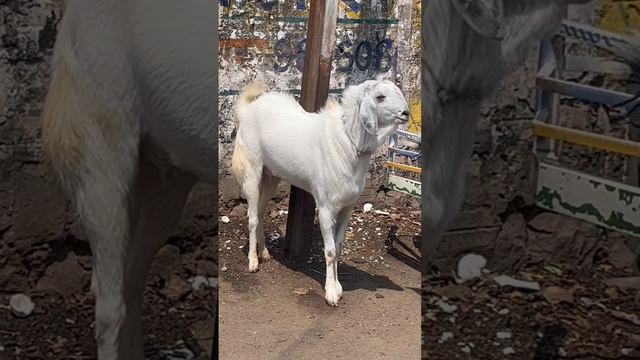 Malwa Munda Goat Full White At Jagirabad Bakra Mandi #bakramandi