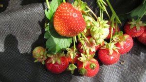 Сорт клубники Элианни 2018г.