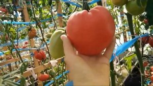 сортовой томат ЗНАМЕНИТАЯ КЛУБНИКА МИССИС ШЛАУБАХ обзор
