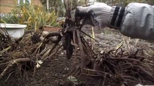 Пионы пересадка осенью