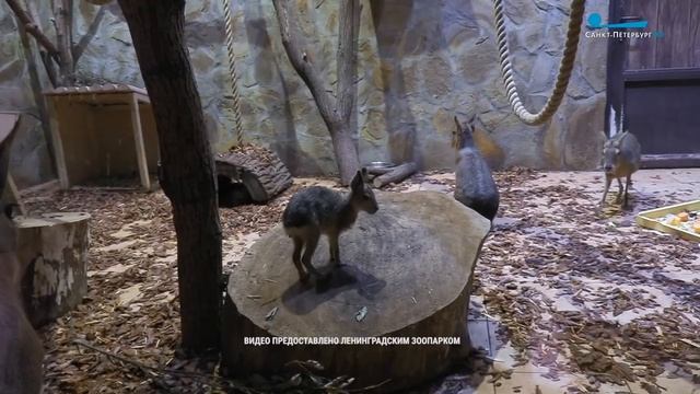 Пополнение в семействе патагонских мар Ленинградского зоопарка смотреть онлайн