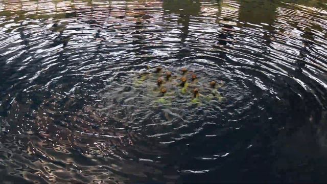 Комбинированная группа (Галактика) - СШОР ЮМ по ввс СКИФЫ смотреть онлайн