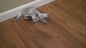 Silver Rosetted Bengal Kittens Play with Weimaraner