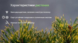 Саншайн - Сосна горная (Pinus mugo 'Sunshine') - двухцветная сосна