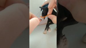 Делаем своими руками недоуздок для лошади шляйх