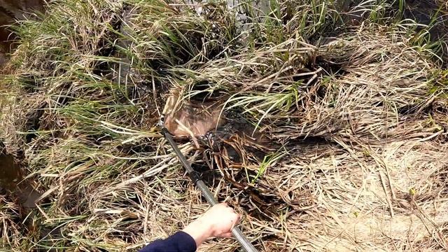 Жук Водолюб (Hydrophilus aterrimus). Ловим на Торфяном болоте. смотреть онлайн