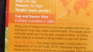 Mexican ivy Seeds -  Cobaea scandens alba - Klaustursbjöllur - Klifurjurt - Blómafræ
