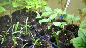 Новая петуния Дот стар зацветает. Петуния ампельная ходила на стрижку в салон. обзор стеллажей