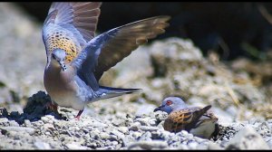 Обыкновенная горлица (Streptopelia turtur) - European Turtle Dove