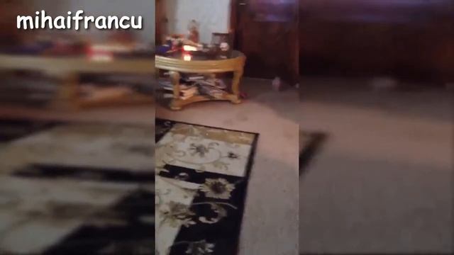 Самые милые животные mini pig смотреть онлайн