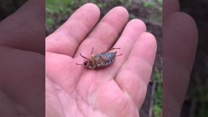 Майский жук на подходе!