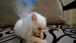 Персидская Кошка