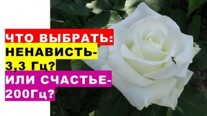 А что Вы выбираете: ненависть- 3,3 гц. или Счастье - 200 гцWhat do you choose: hatred - 3.3 Hz.or Ha