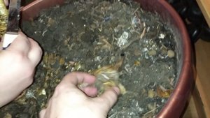 Спасаю загнивающую Кливию