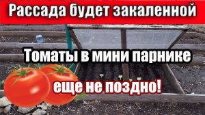 Выращивание Безрассадных ТОМАТОВ. Как выращивали наши бабушки томаты в парниках.