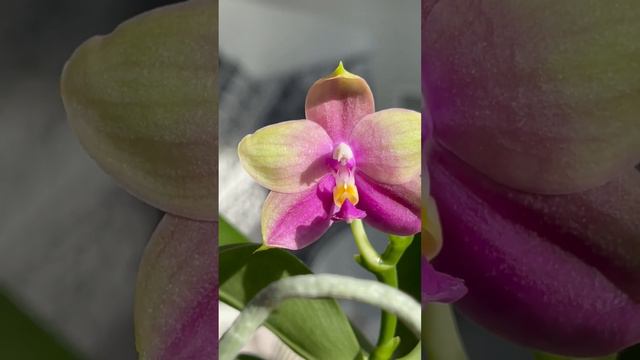 Phal KS Happy Eagle x Phal LD’s Bear King смотреть онлайн