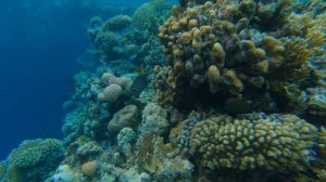 Подводный мир Красного моря. Коралловый риф и рыбки.