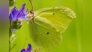 ЛИМОННИЦА и ИНТЕРЕСНЫЕ ФАКТЫ О НЕЙ (Gonepteryx rhamni)
